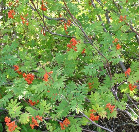 Open Sorbus workshop