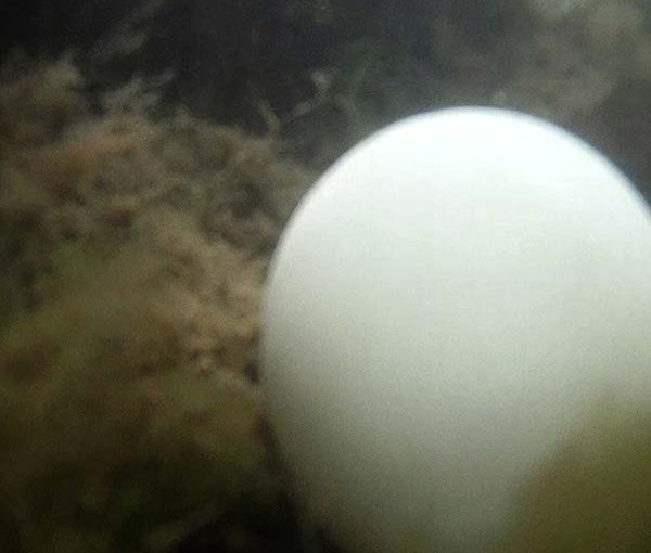 Corinna Helenelund – Wave Of Rotten Dreams / Slave of Forgotten Screams, Sinus Sculptures